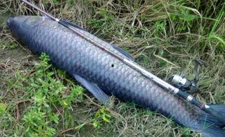 青鱼视频在线观看国产,青鱼视频带你领略国产影视魅力